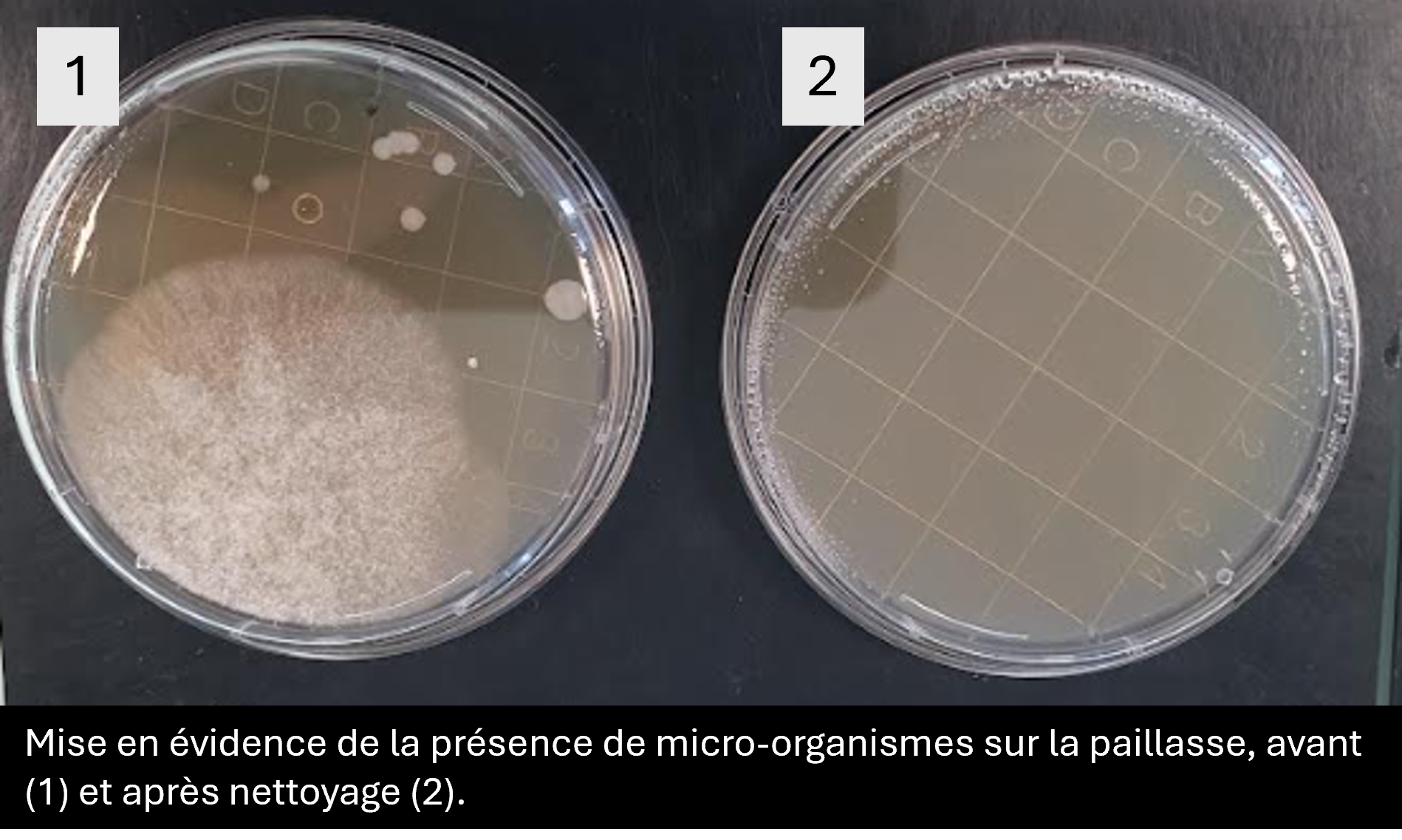 Deux boîtes de Petri comparant la présence de micro-organismes sur une paillasse de laboratoire. À gauche (1), la boîte avant nettoyage montre le développement d'une large colonie de moisissure duveteuse et de petites colonies bactériennes. À droite (2), la boîte après nettoyage est presque entièrement propre, démontrant l'efficacité de la désinfection.