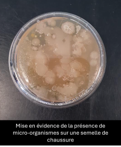 Une boîte de Petri saturée de micro-organismes après un prélèvement sur une semelle de chaussure. La gélose est recouverte de nombreuses colonies bactériennes et fongiques de tailles, formes et couleurs variées, illustrant une forte concentration de germes. 