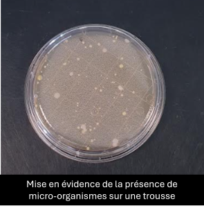 Une boîte de Petri révélant la présence de micro-organismes prélevés sur une trousse. La gélose présente une multitude de petites colonies circulaires blanches et jaunes disséminées sur toute la surface.