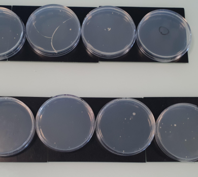 Alignement de huit boîtes de Petri transparentes posées sur des supports noirs lors de l'expérience de biotechnologie. Les boîtes montrent différents niveaux de croissance microbienne, allant de géloses totalement stériles et transparentes à des boîtes contenant quelques colonies isolées.